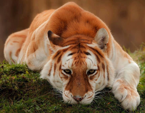 Золотой бенгальский тигр