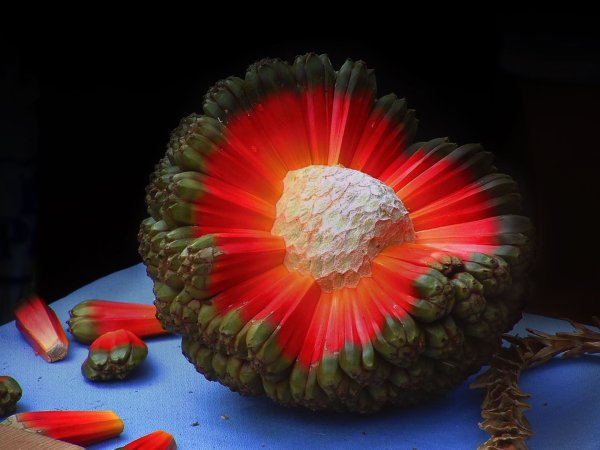 Пухала Гавайский фрукт