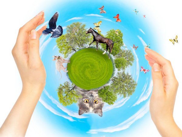Защита природы и животных