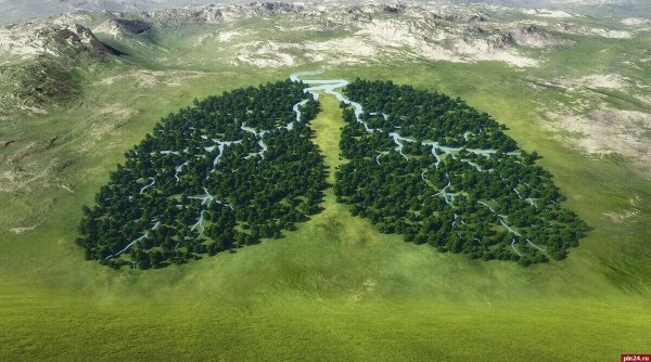 Лес легкие нашей планеты