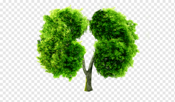 Деревья легкие планеты