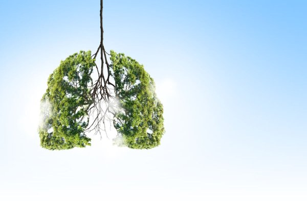 Легкие дерево