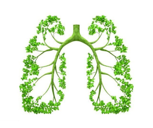 Легкие в виде дерева