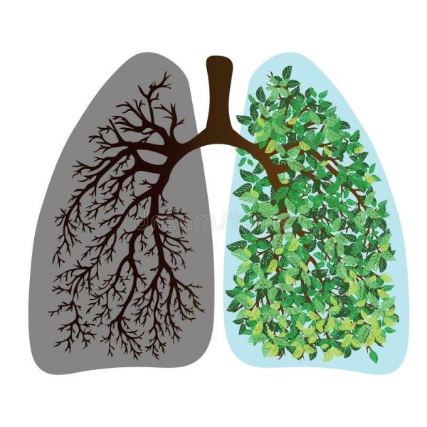 Легкие в виде дерева