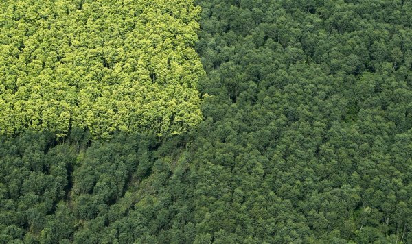 Лес легкие планеты