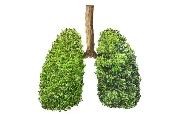 Деревья легкие планеты