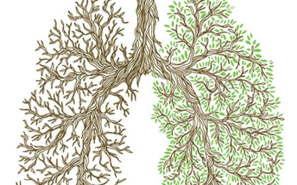 Дерево из лёгких