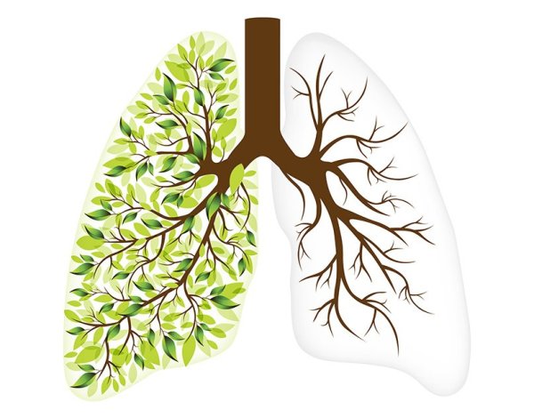 Дерево в виде легких