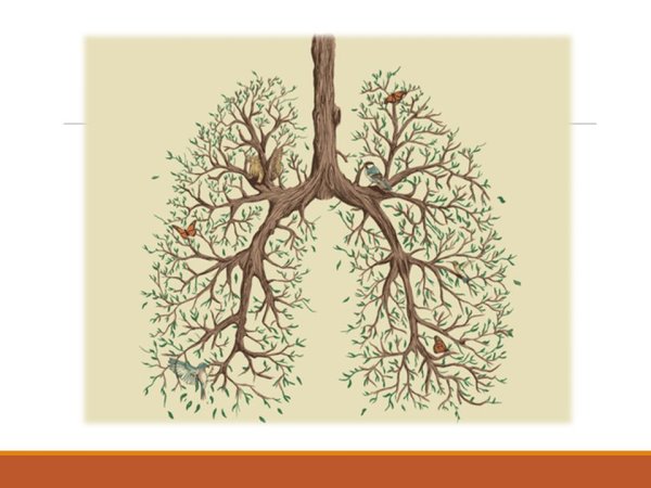 Легкие в виде дерева