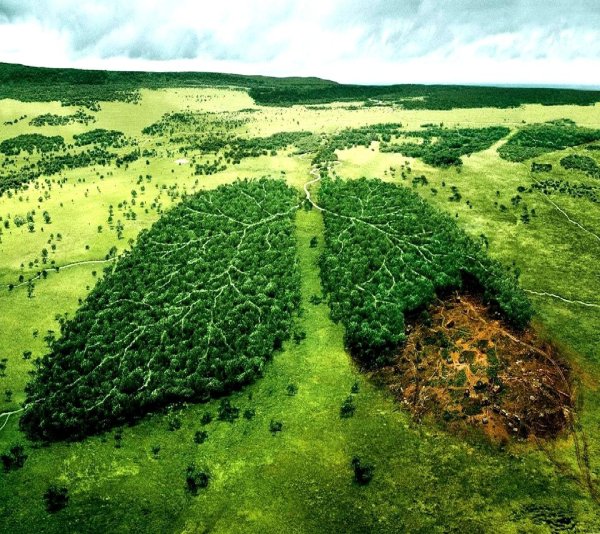 Деревья легкие нашей планеты