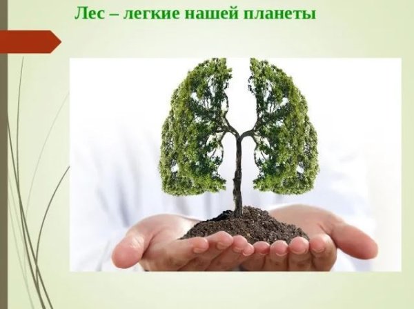Лес легкие нашей планеты
