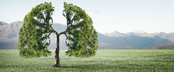 Лес источник кислорода