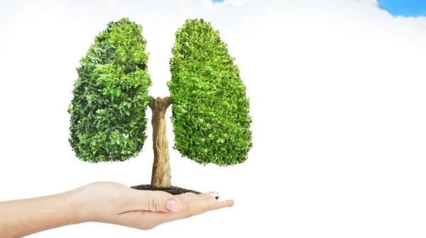 Деревья легкие планеты