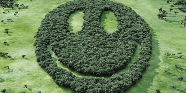 Деревья легкие планеты