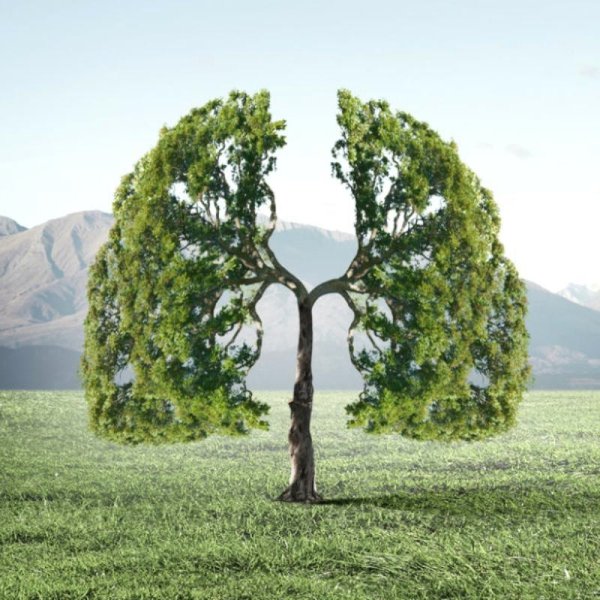 Легкие дерево