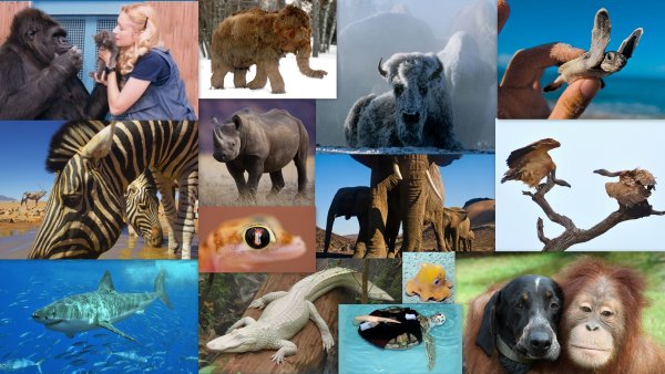 Разнообразие видов животных