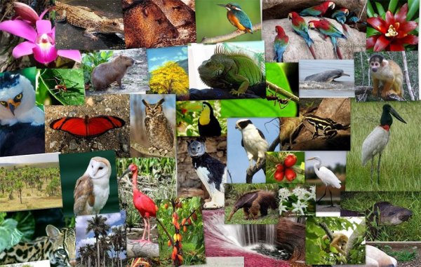 Флора и фауна