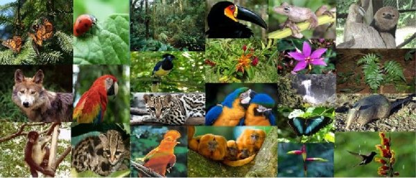 Растительный мир и животный мир