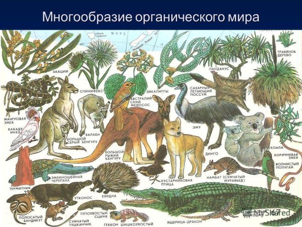 Животный и растительный мир Австралии