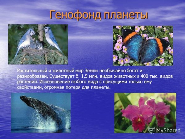 Растения и животные земли