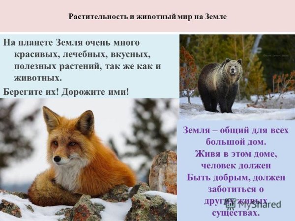 Берегите животный мир