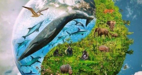 Защита природы и животных