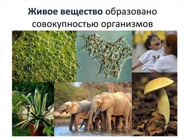 Живое вещество