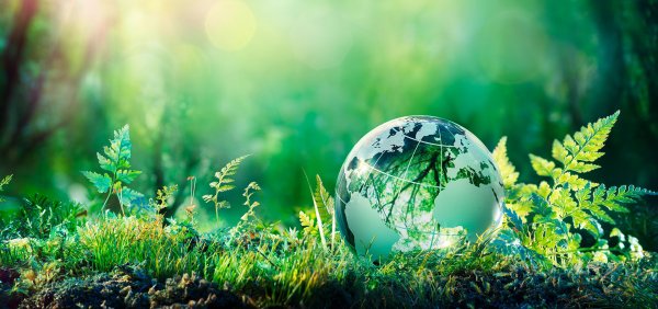 Экология леса