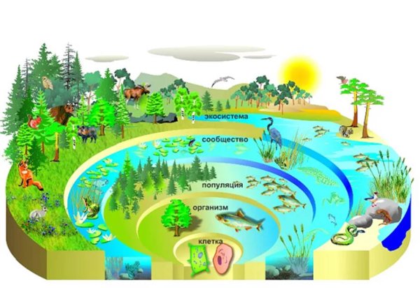 Уровни организации живой природы схема