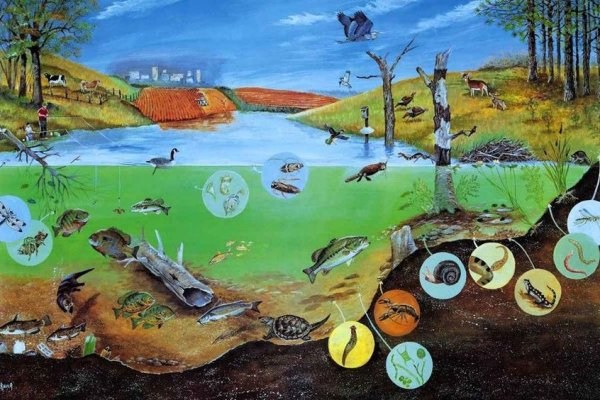 Биоценоз реки