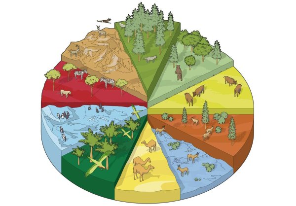 Видовое разнообразие