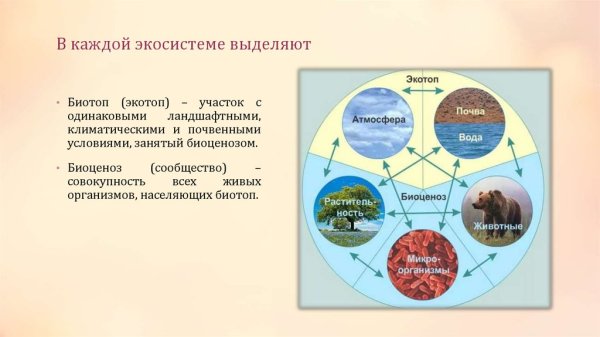 Структура экосистемы биогеоценоз биотоп
