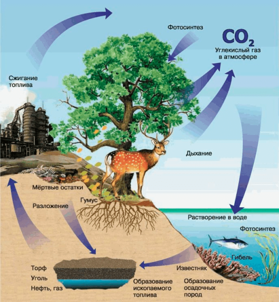 Круговорот углерода биология