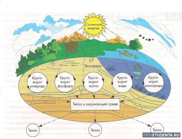 Биосфера круговорот веществ в биосфере