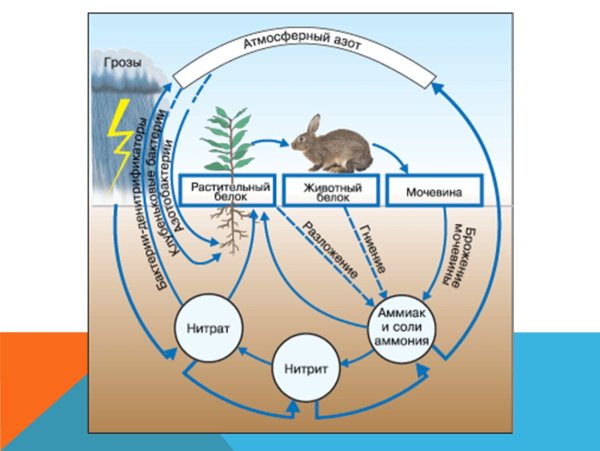 Схема круговорота веществ в природе 4 класс