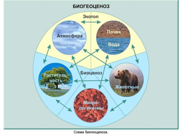 Схема структуры компонентов экосистемы