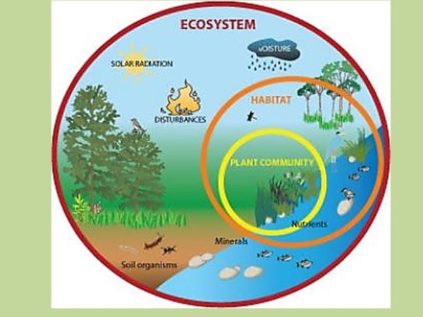 Экологические системы биоценоз