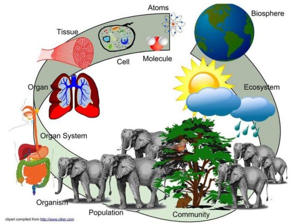 Эволюция биосферы картинки