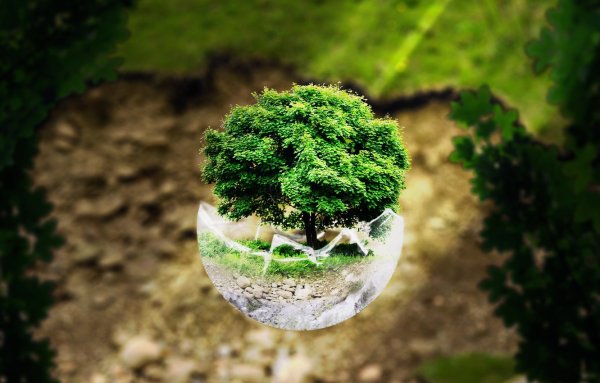 Дерево в стеклянном шаре