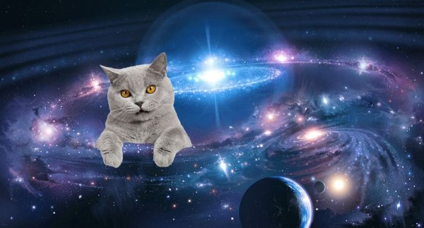 Планета кошек