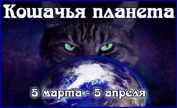 Песня Кошачья Планета