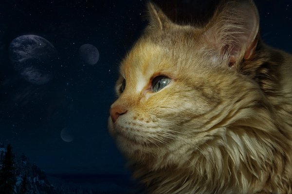 Мистические коты