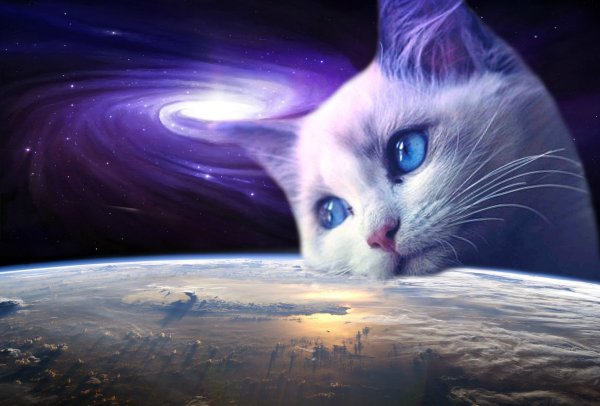 Кошка Вселенная