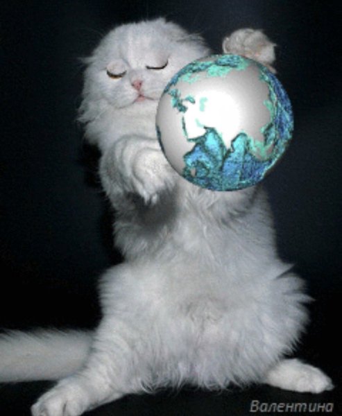 Кошка с глобусом