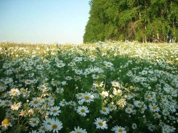Планета ромашек