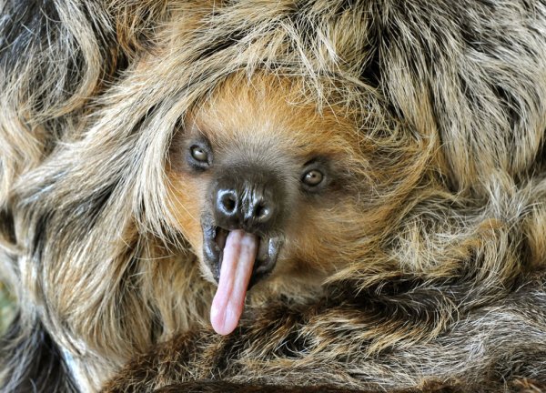 Смешные лохматые животные
