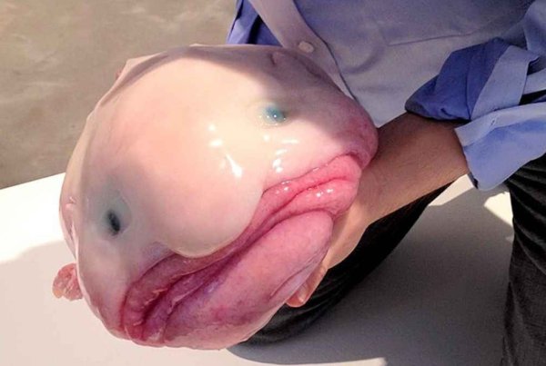 Глубоководная рыба psychrolutes marcidus