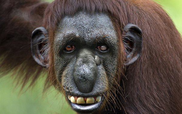 Некрасивая обезьяна