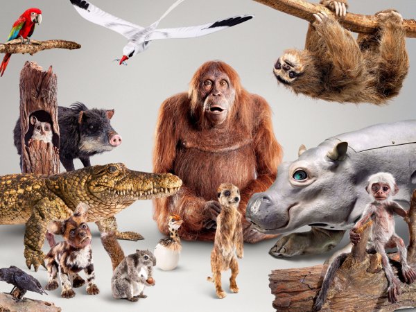 Bbc шпионы в дикой природе