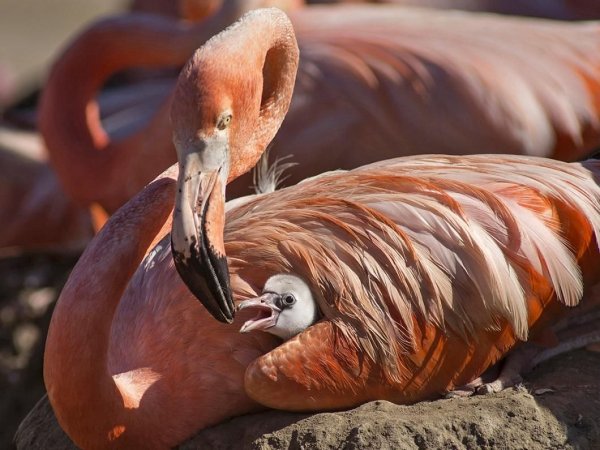 Удивительный мир животных